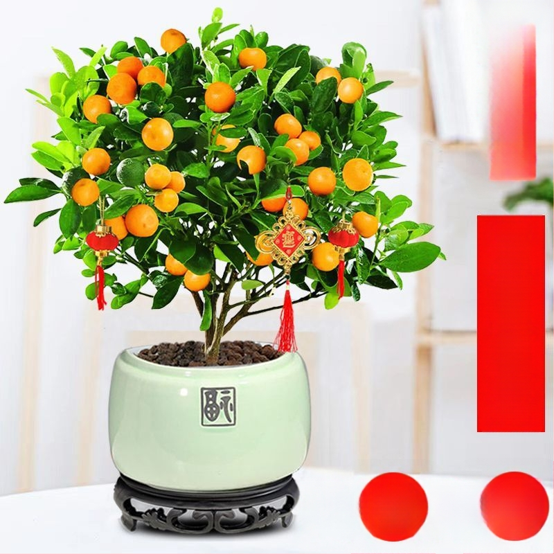 Kumkvati bonsai - noor taim, mõõdukas temperatuur, neutraalne valgus, neutraalne kastmine, uus Hiina stiil