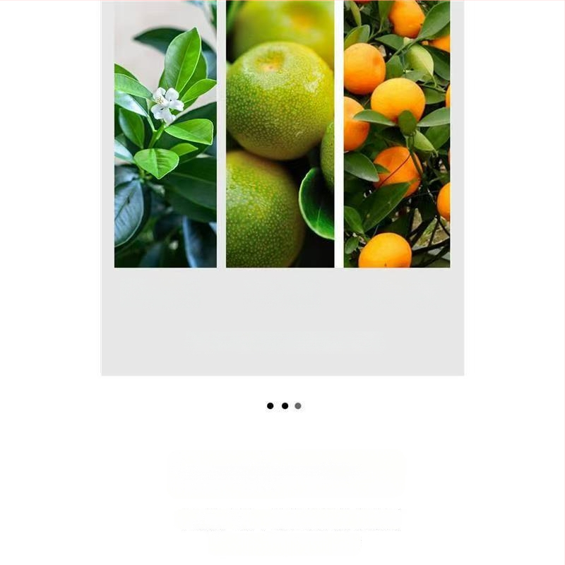 Kumkvati bonsai - noor taim, mõõdukas temperatuur, neutraalne valgus, neutraalne kastmine, uus Hiina stiil