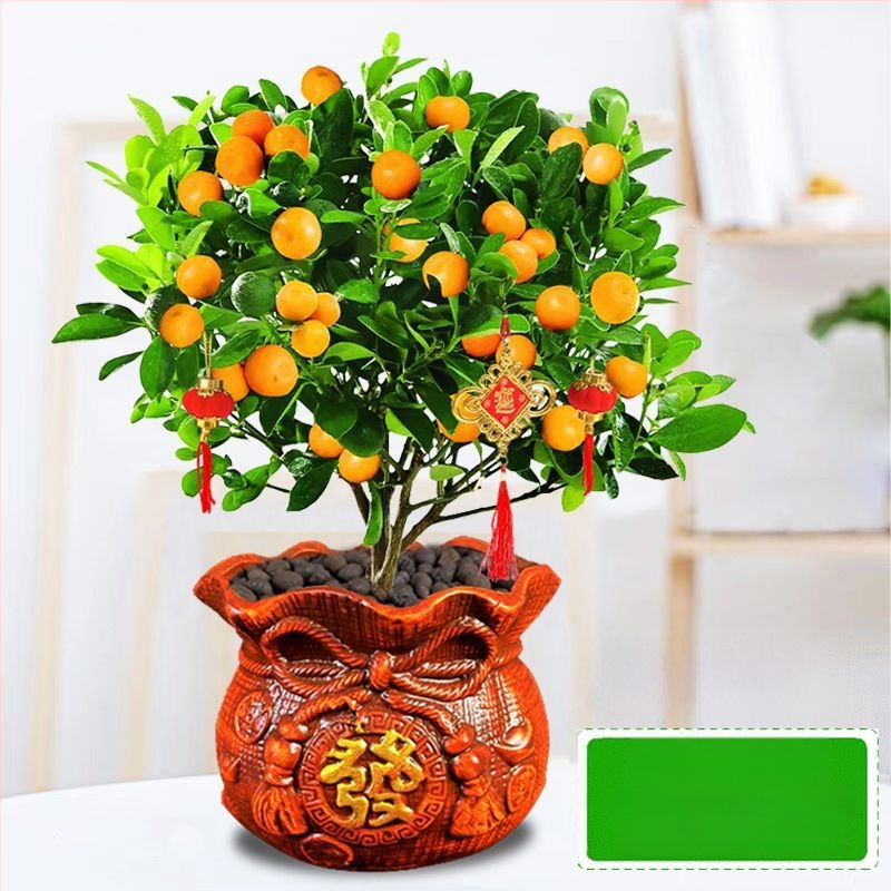 Kumkvati bonsai - noor taim, mõõdukas temperatuur, neutraalne valgus, neutraalne kastmine, uus Hiina stiil