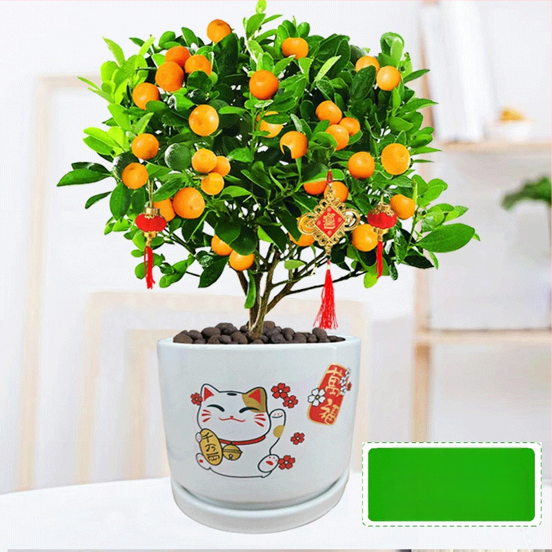 Kumkvati bonsai - noor taim, mõõdukas temperatuur, neutraalne valgus, neutraalne kastmine, uus Hiina stiil