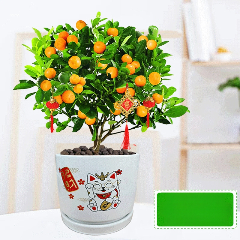 Kumkvati bonsai - noor taim, mõõdukas temperatuur, neutraalne valgus, neutraalne kastmine, uus Hiina stiil