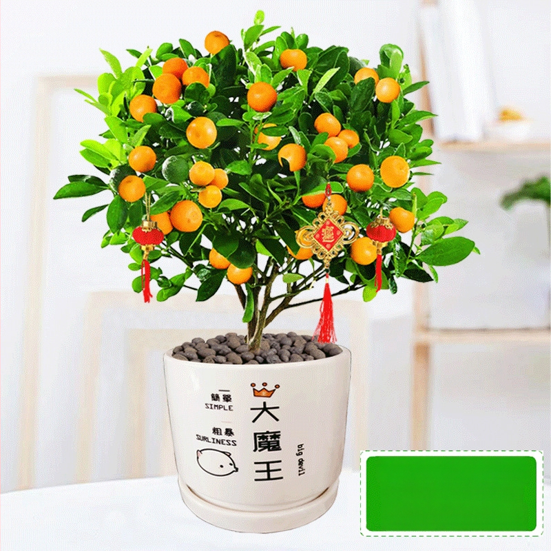 Kumkvati bonsai - noor taim, mõõdukas temperatuur, neutraalne valgus, neutraalne kastmine, uus Hiina stiil