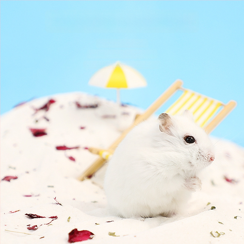 Hamsterio vonios smėlis su gėlių žiedlapiais – kvapų šalinimas, priemonė mažiems gyvūnams (Kilmė: Shandong; Importuotas: Ne; Pagrindinės rinkos: Kitos; Privatus prekės ženklas: Taip; Kategorija: Naminių gyvūnų priežiūros įrankiai)