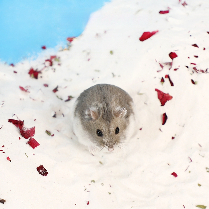 Hamsterio vonios smėlis su gėlių žiedlapiais – kvapų šalinimas, priemonė mažiems gyvūnams (Kilmė: Shandong; Importuotas: Ne; Pagrindinės rinkos: Kitos; Privatus prekės ženklas: Taip; Kategorija: Naminių gyvūnų priežiūros įrankiai)