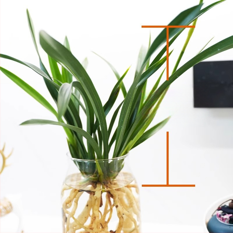 Hüdroponiline orhidee pistik (sise tingimustes, lõhnav, potis)