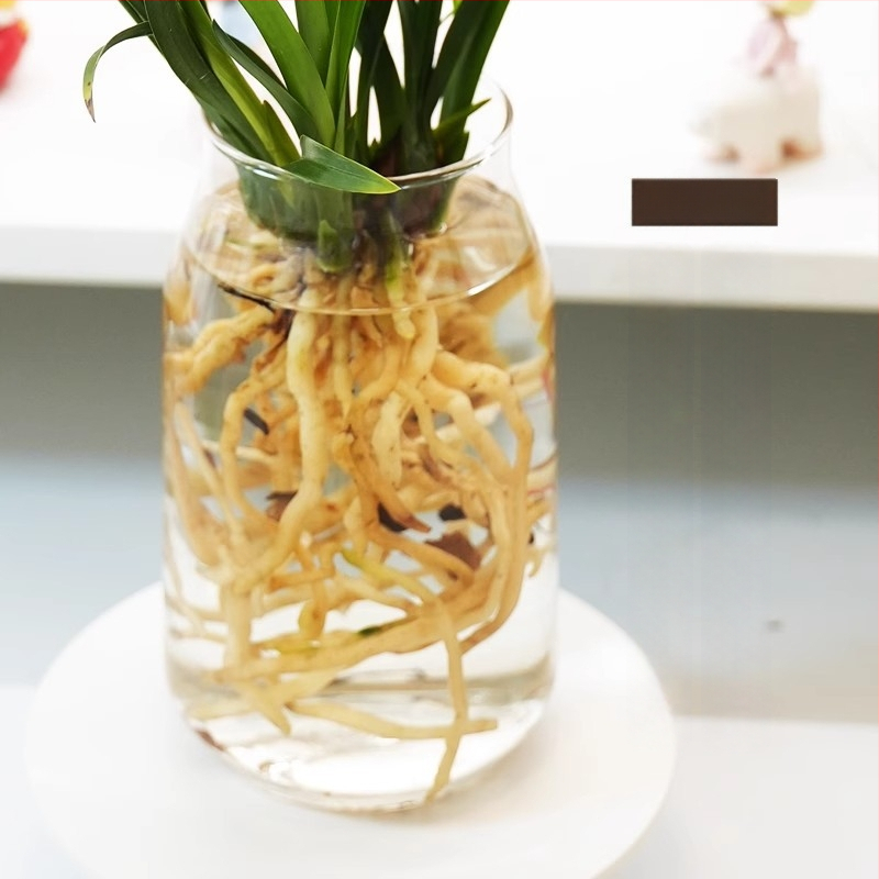 Hüdroponiline orhidee pistik (sise tingimustes, lõhnav, potis)