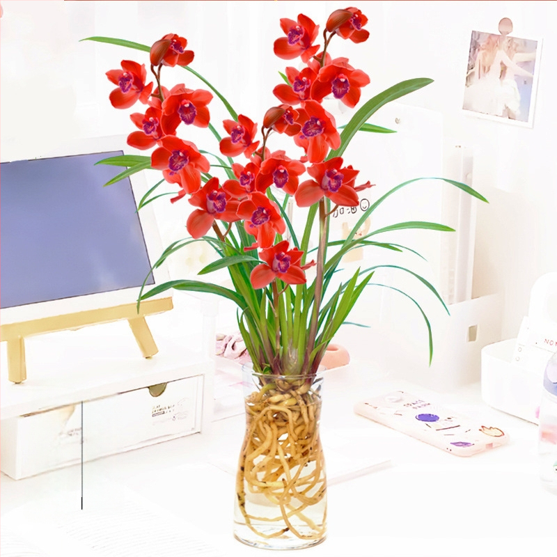 Hüdroponiline orhidee pistik (sise tingimustes, lõhnav, potis)