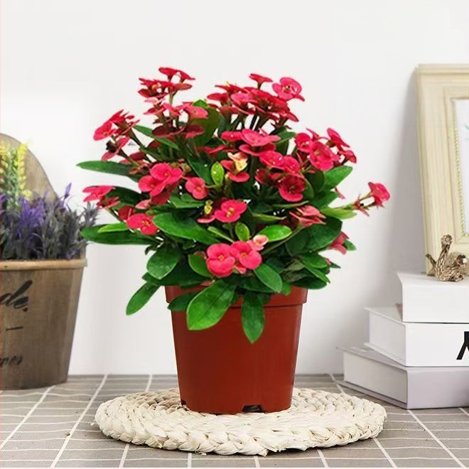 Kontori siseruumides potitaim - Tiger Thorn vanem tüvega, hiina stiil, kaasaegne lihtsus (tavaline temperatuur, neutraalne valgustus, neutraalne niiskus)