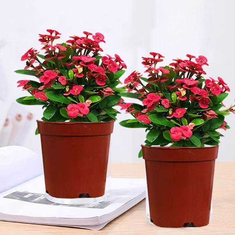 Kontori siseruumides potitaim - Tiger Thorn vanem tüvega, hiina stiil, kaasaegne lihtsus (tavaline temperatuur, neutraalne valgustus, neutraalne niiskus)