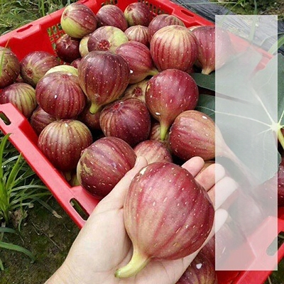 Boji Red figų medžio daigai – keturių sezonų veislė, tinkami vazonui, duoda vaisius toje pačioje metais, Guoxiang prekės ženklas