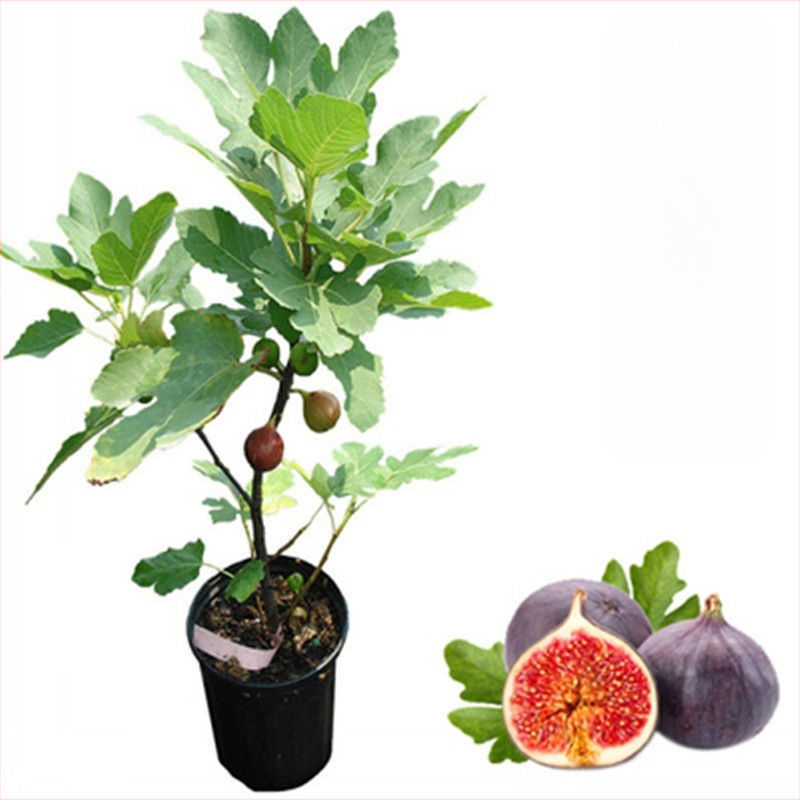 Boji Red figų medžio daigai – keturių sezonų veislė, tinkami vazonui, duoda vaisius toje pačioje metais, Guoxiang prekės ženklas