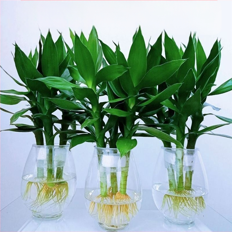 Guanyin bambus (Lucky bamboo) – 4 tk hydroponiline taim juurtele siseruumide elutoa jaoks, Tootekood H0114150525