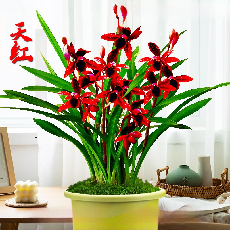 Orhidee idud, kergesti kasvatatavad aastaringselt, lõhnav sisetingimuste potitaim