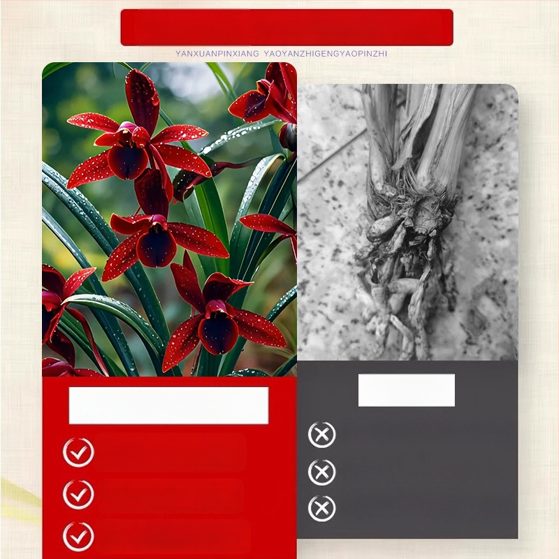 Orhidee idud, kergesti kasvatatavad aastaringselt, lõhnav sisetingimuste potitaim