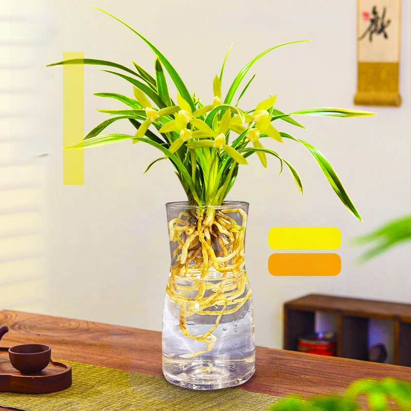 Orhidee idud, kergesti kasvatatavad aastaringselt, lõhnav sisetingimuste potitaim