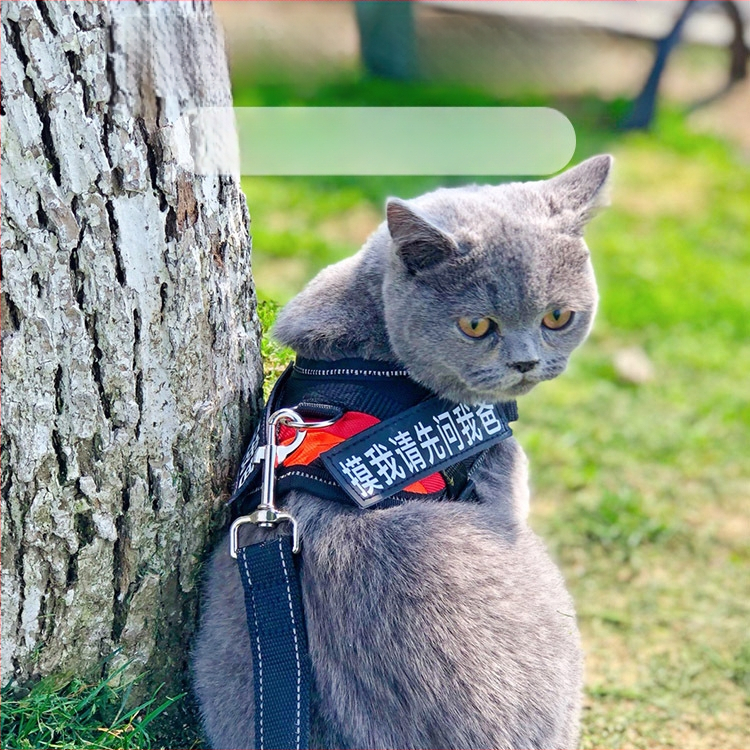 Katės pavadėlis su anti-sulaužymo savybe, liemenės stiliaus dirželis, poliesteris, visoms metų laikams