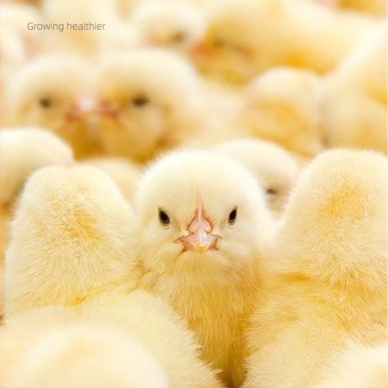 Pradinė pašaro mišinio jauniesiems viščiukams ir kiurkutėms (Importas: Ne; Privatus ženklas: Taip; Rinka: Kitos)