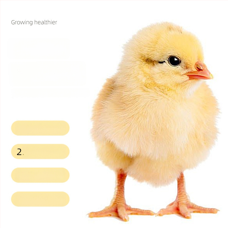 Pradinė pašaro mišinio jauniesiems viščiukams ir kiurkutėms (Importas: Ne; Privatus ženklas: Taip; Rinka: Kitos)