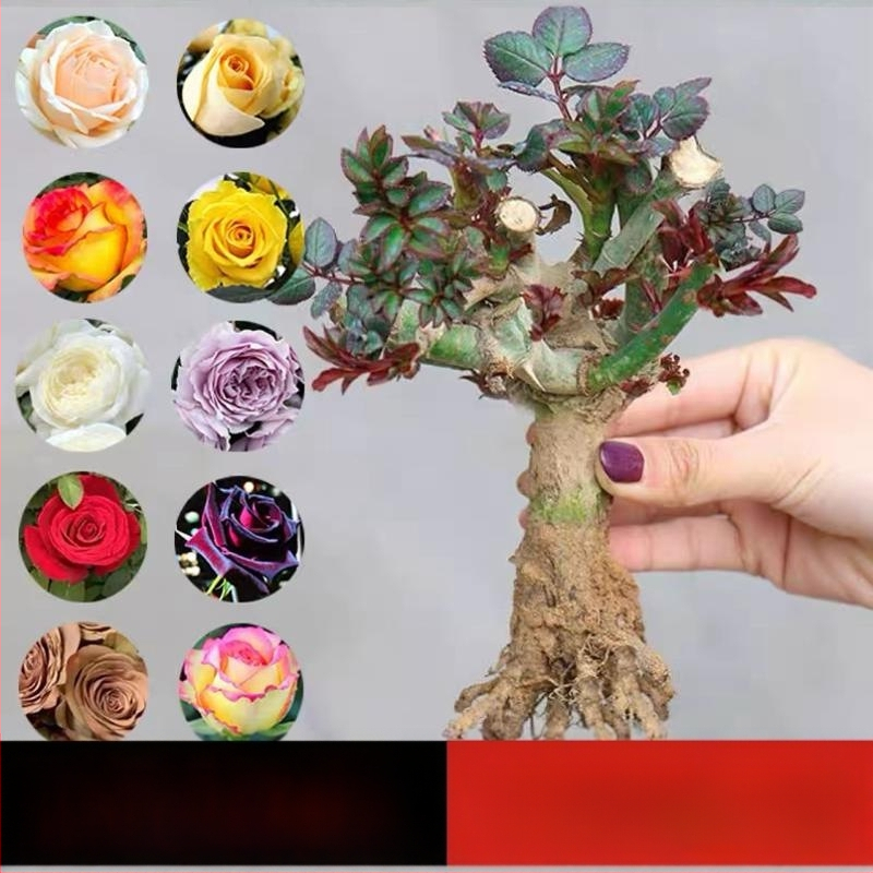 Roosi võsukas vanal tüvel, sise- ja välistingimustes taim, Tootekood: 1, Bränd: One House, One Flower, Valgustus: Neutraalne, Kasvutemperatuur: Muu