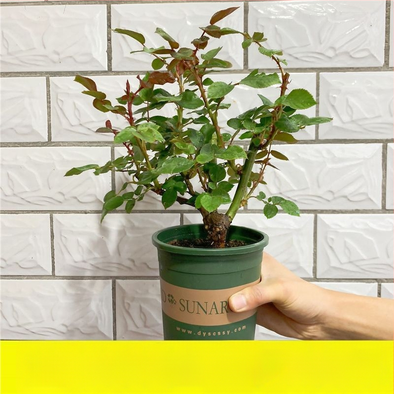 Roosi võsukas vanal tüvel, sise- ja välistingimustes taim, Tootekood: 1, Bränd: One House, One Flower, Valgustus: Neutraalne, Kasvutemperatuur: Muu