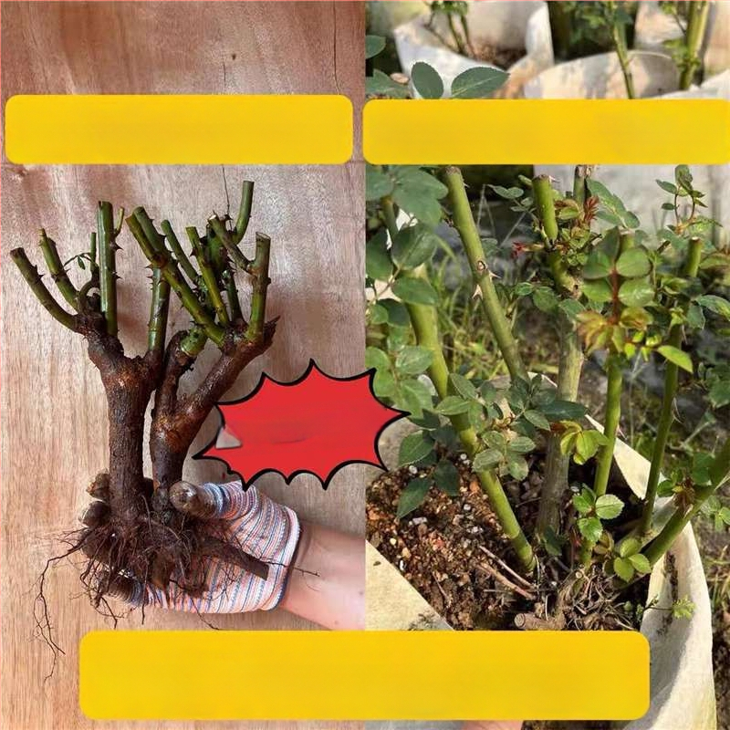 Roosi võsukas vanal tüvel, sise- ja välistingimustes taim, Tootekood: 1, Bränd: One House, One Flower, Valgustus: Neutraalne, Kasvutemperatuur: Muu