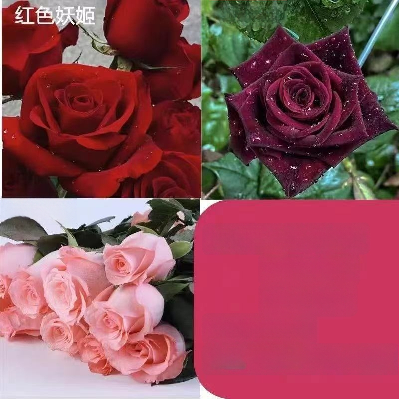 Roosi võsukas vanal tüvel, sise- ja välistingimustes taim, Tootekood: 1, Bränd: One House, One Flower, Valgustus: Neutraalne, Kasvutemperatuur: Muu