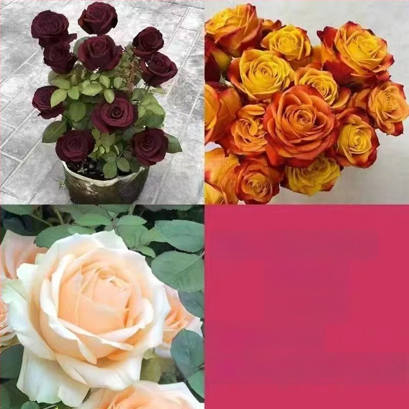 Roosi võsukas vanal tüvel, sise- ja välistingimustes taim, Tootekood: 1, Bränd: One House, One Flower, Valgustus: Neutraalne, Kasvutemperatuur: Muu