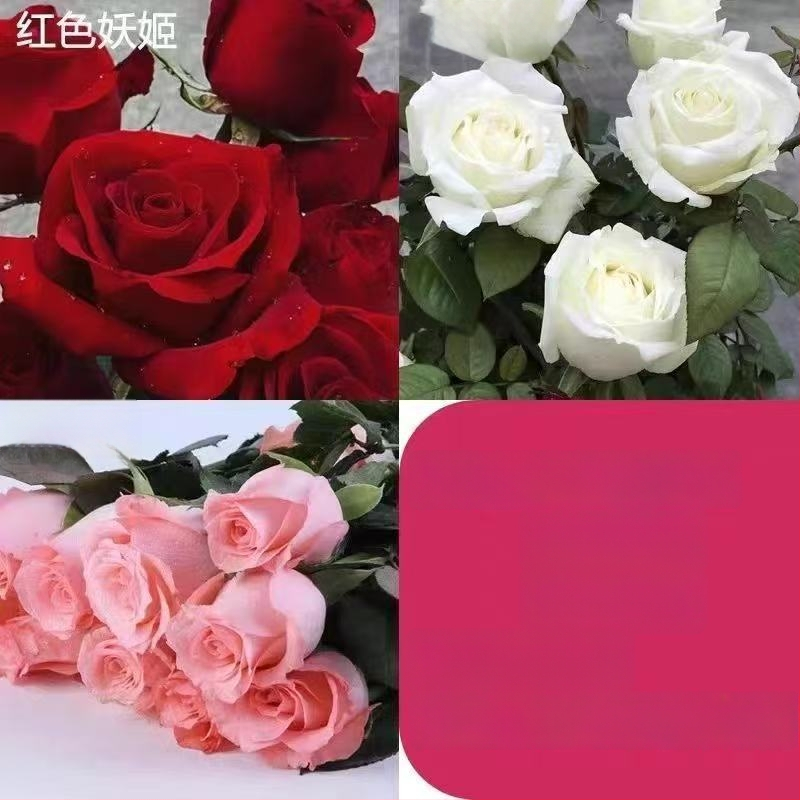 Roosi võsukas vanal tüvel, sise- ja välistingimustes taim, Tootekood: 1, Bränd: One House, One Flower, Valgustus: Neutraalne, Kasvutemperatuur: Muu