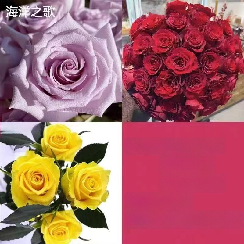 Roosi võsukas vanal tüvel, sise- ja välistingimustes taim, Tootekood: 1, Bränd: One House, One Flower, Valgustus: Neutraalne, Kasvutemperatuur: Muu