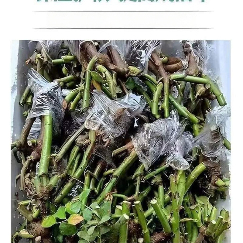 Roosi võsukas vanal tüvel, sise- ja välistingimustes taim, Tootekood: 1, Bränd: One House, One Flower, Valgustus: Neutraalne, Kasvutemperatuur: Muu