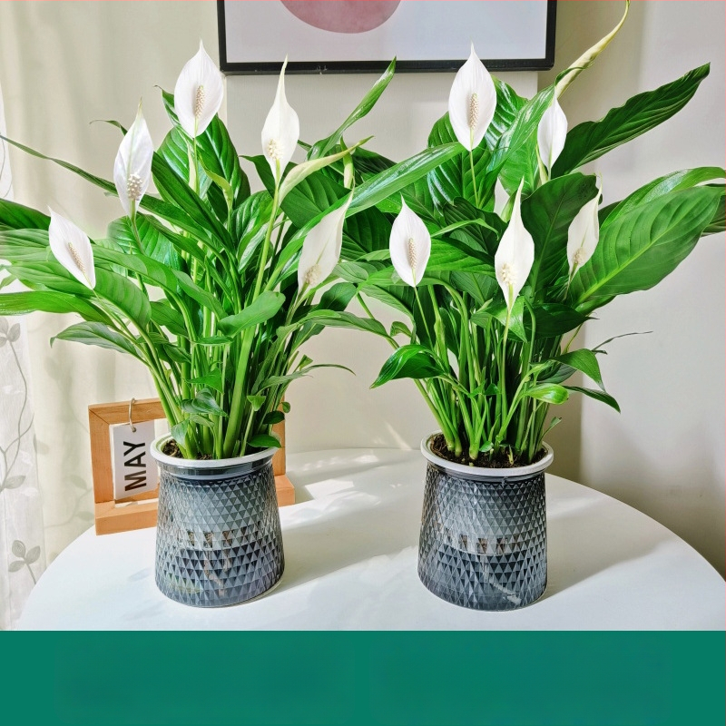 Hüdroponiline potitaim kontorisse Peace Lily ja Anthurium, kergesti hooldatav roheline taim pungadega, õitseb aastaringselt