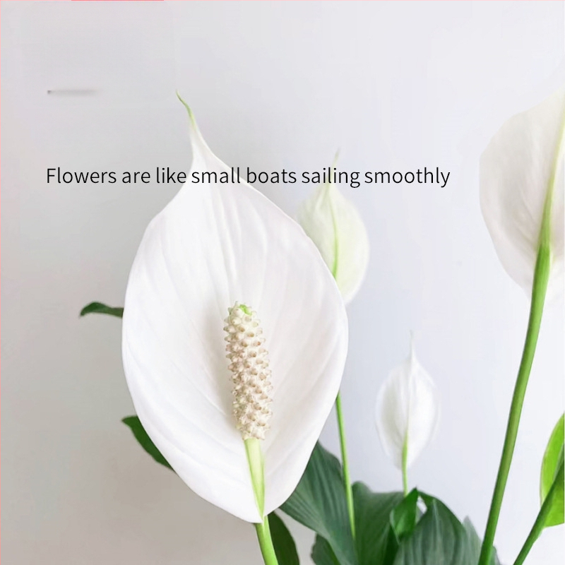 Hüdroponiline potitaim kontorisse Peace Lily ja Anthurium, kergesti hooldatav roheline taim pungadega, õitseb aastaringselt