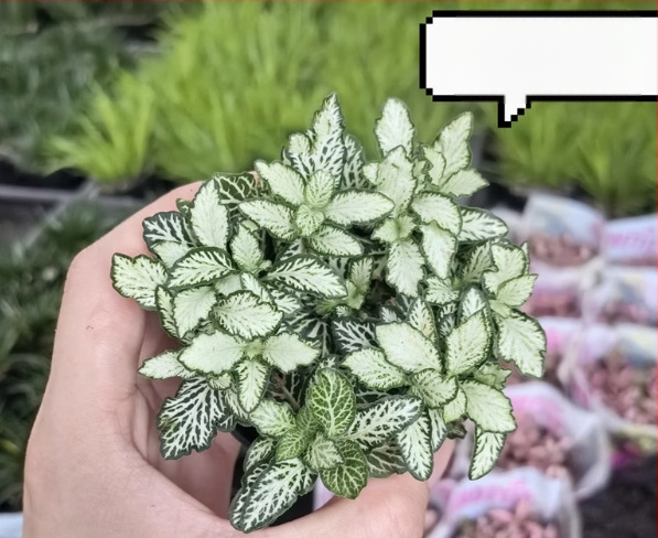 Sauszemes mikro ainavu augu ar sietu zāli iekšējiem DIY displejiem, podu izmantošana, zīmols Flower Language