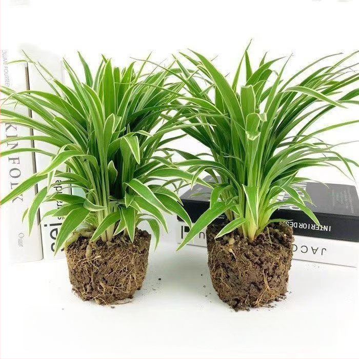 Chlorophytum toataim potis | Aastaringne kontori õhu puhastamine ja formaldehüüdi imendumine | Tootekood AL1001022295