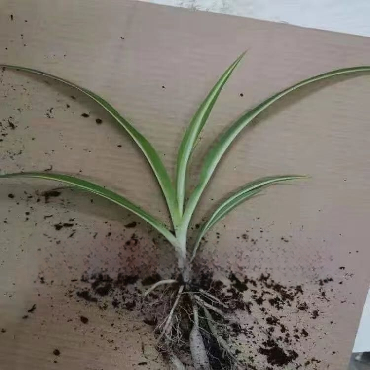 Chlorophytum toataim potis | Aastaringne kontori õhu puhastamine ja formaldehüüdi imendumine | Tootekood AL1001022295