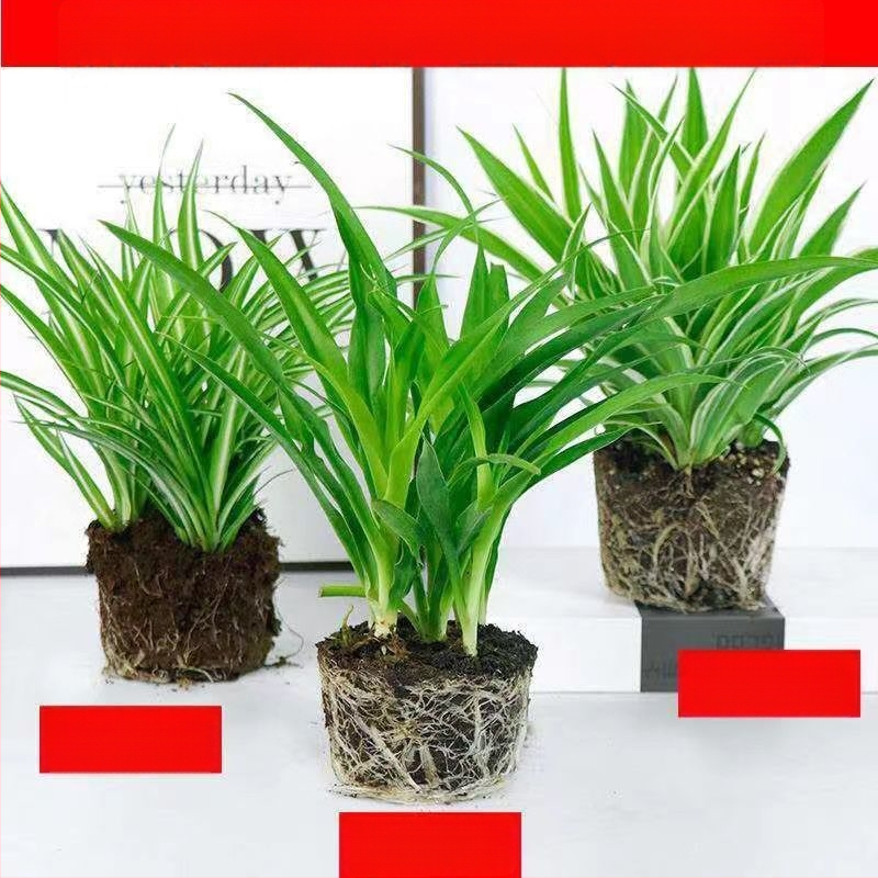 Chlorophytum toataim potis | Aastaringne kontori õhu puhastamine ja formaldehüüdi imendumine | Tootekood AL1001022295