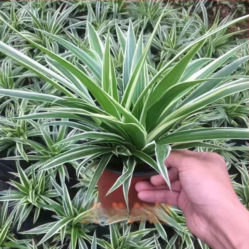 Chlorophytum toataim potis | Aastaringne kontori õhu puhastamine ja formaldehüüdi imendumine | Tootekood AL1001022295