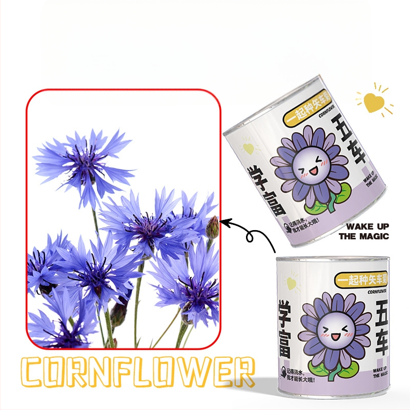 Mini potitaimed salapärases kastis istutamiseks: maasikas, gypsophila, morning glory; sobib klassile või õpilaste preemiaks