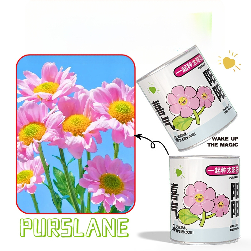 Mini potitaimed salapärases kastis istutamiseks: maasikas, gypsophila, morning glory; sobib klassile või õpilaste preemiaks