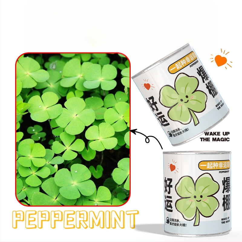 Mini potitaimed salapärases kastis istutamiseks: maasikas, gypsophila, morning glory; sobib klassile või õpilaste preemiaks