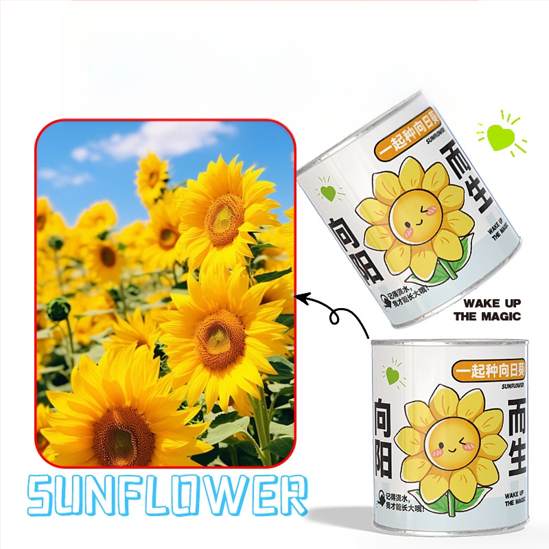 Mini potitaimed salapärases kastis istutamiseks: maasikas, gypsophila, morning glory; sobib klassile või õpilaste preemiaks