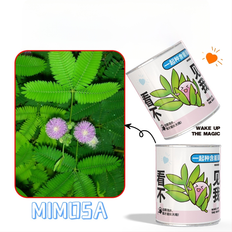 Mini potitaimed salapärases kastis istutamiseks: maasikas, gypsophila, morning glory; sobib klassile või õpilaste preemiaks