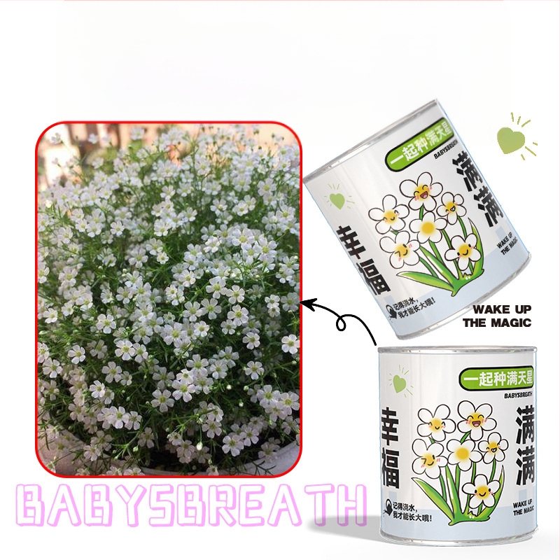 Mini potitaimed salapärases kastis istutamiseks: maasikas, gypsophila, morning glory; sobib klassile või õpilaste preemiaks