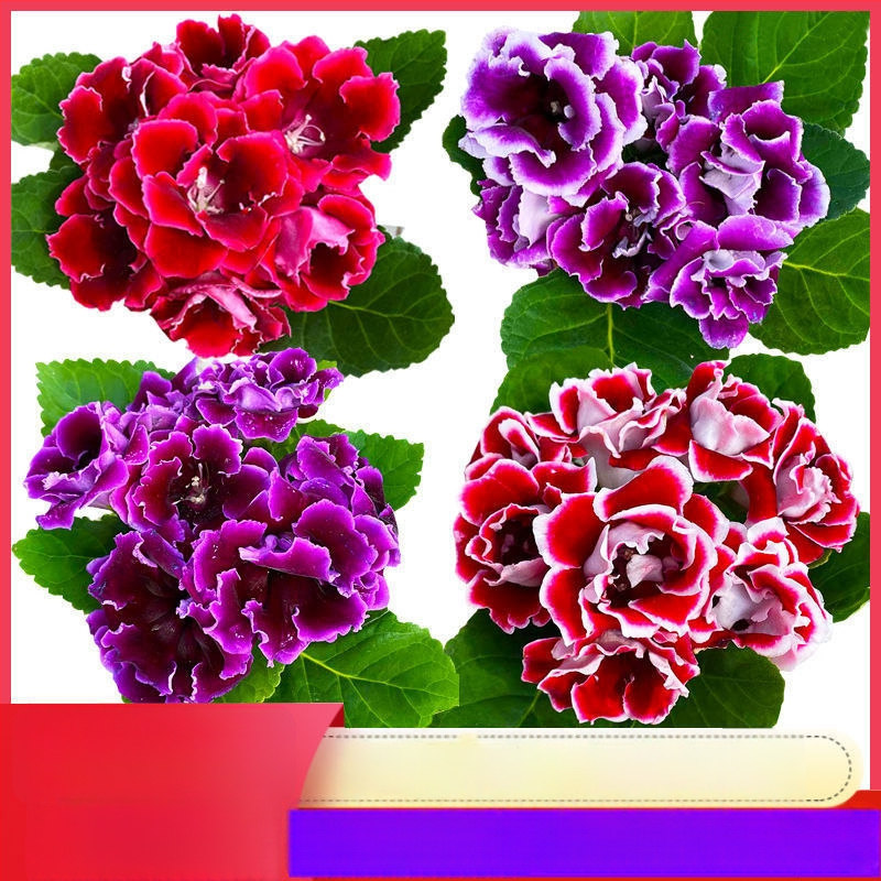 Hibiskuseemned, kahesugused õied, siseruumides rõdule pottides, päikesega sobiv, mõõdukas kastmine