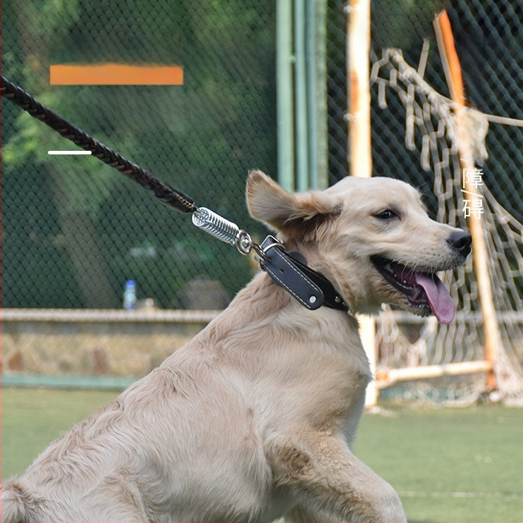 Karvės odos šunų pavadėlis vidutinio ir didelio dydžio šunims, tinkamas Auksiniam retriveriui ir Vokiečių aviganiui