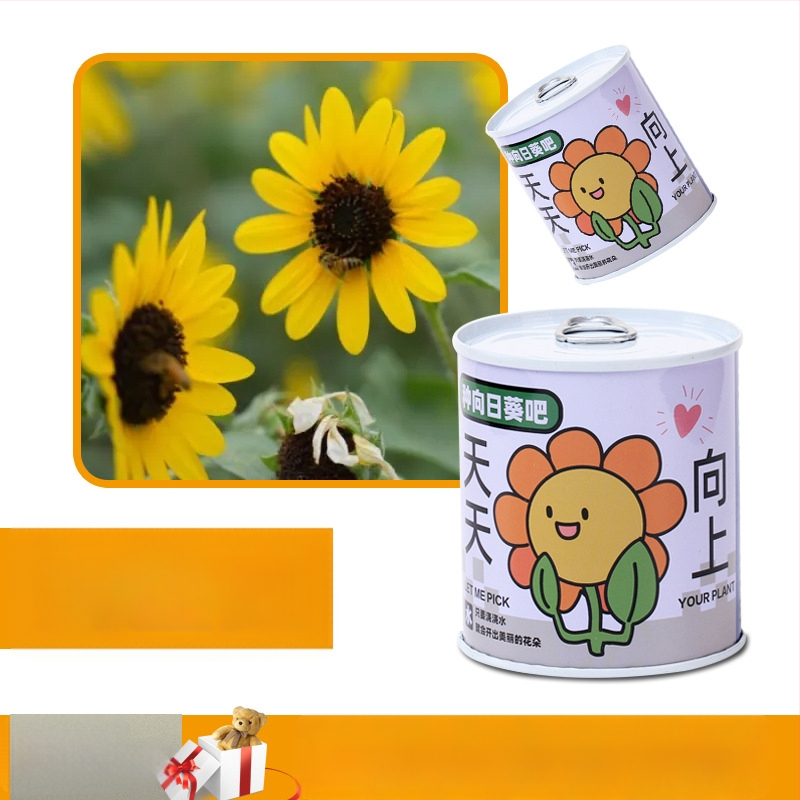 Laua taime kinkekarbis päevalille seguga — kergesti kasvatatavad seemned, sordid: päevalill, maasikas, tomat, ristiku; üle 15°C, neutraalne valgus