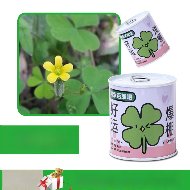 Laua taime kinkekarbis päevalille seguga — kergesti kasvatatavad seemned, sordid: päevalill, maasikas, tomat, ristiku; üle 15°C, neutraalne valgus