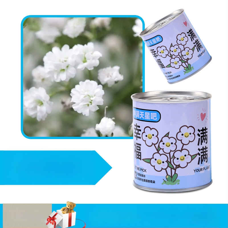 Laua taime kinkekarbis päevalille seguga — kergesti kasvatatavad seemned, sordid: päevalill, maasikas, tomat, ristiku; üle 15°C, neutraalne valgus