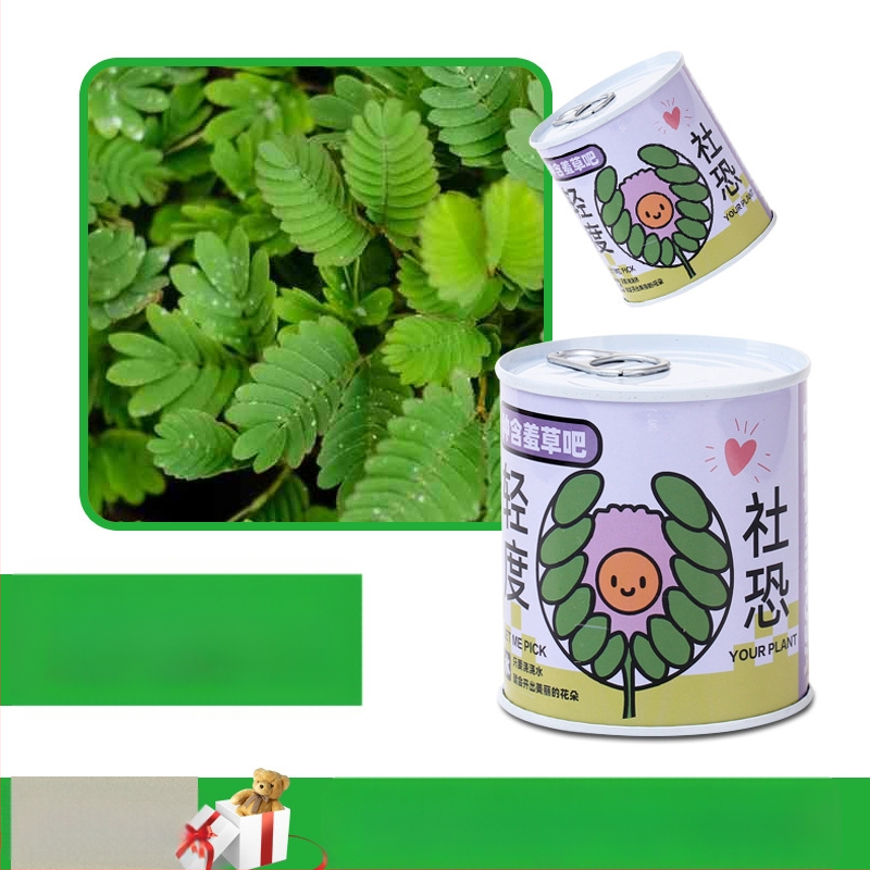 Laua taime kinkekarbis päevalille seguga — kergesti kasvatatavad seemned, sordid: päevalill, maasikas, tomat, ristiku; üle 15°C, neutraalne valgus