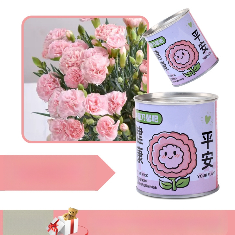 Laua taime kinkekarbis päevalille seguga — kergesti kasvatatavad seemned, sordid: päevalill, maasikas, tomat, ristiku; üle 15°C, neutraalne valgus